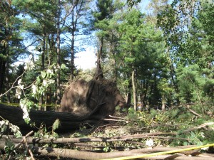 alberi caduti in Central Park